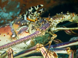 Spiny Lobster IMG 9358